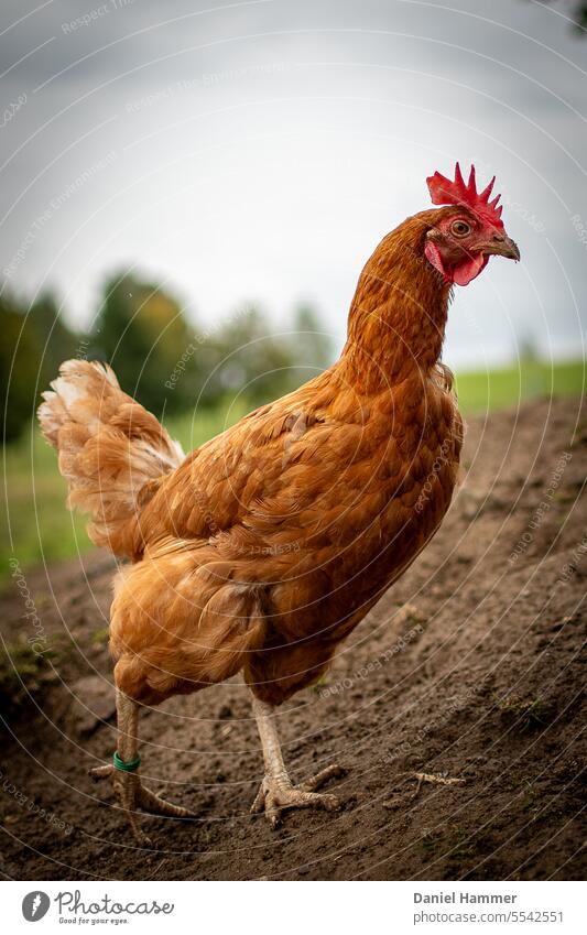 Huhn mit goldfarbenem Gefieder, rotem Kamm und grünem Fußring läuft auf erdigem Boden in einem Hühnerauslauf. Verschwommen im Hintergrund ist eine grüne Wiese mit Bäumen zu sehen. Henne blickt mit einem Auge in die Kamera.