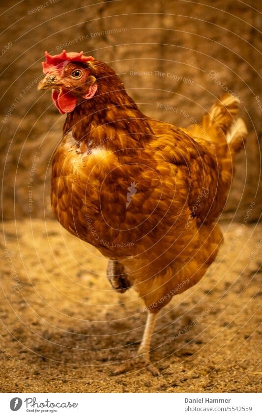 Golden glänzendes Huhn steht in einem mit warmen Licht beleuchtetem Hühnerstall. Eine Kralle / Bein ist eingezogen. Das Huhn blickt mit einem Auge direkt in die Kamera. Im Hintergrund ist eine verschwommene Natursteinmauer zu sehen.