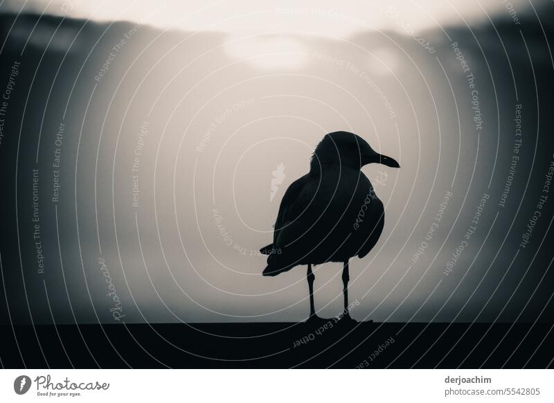 Eine einsame Möve sitzt auf einer Holzstange und schaut den Fotografen erwartungsvoll an. Vogel Himmel möve Meer Freiheit Tier monogrom holzstange sitzen Natur
