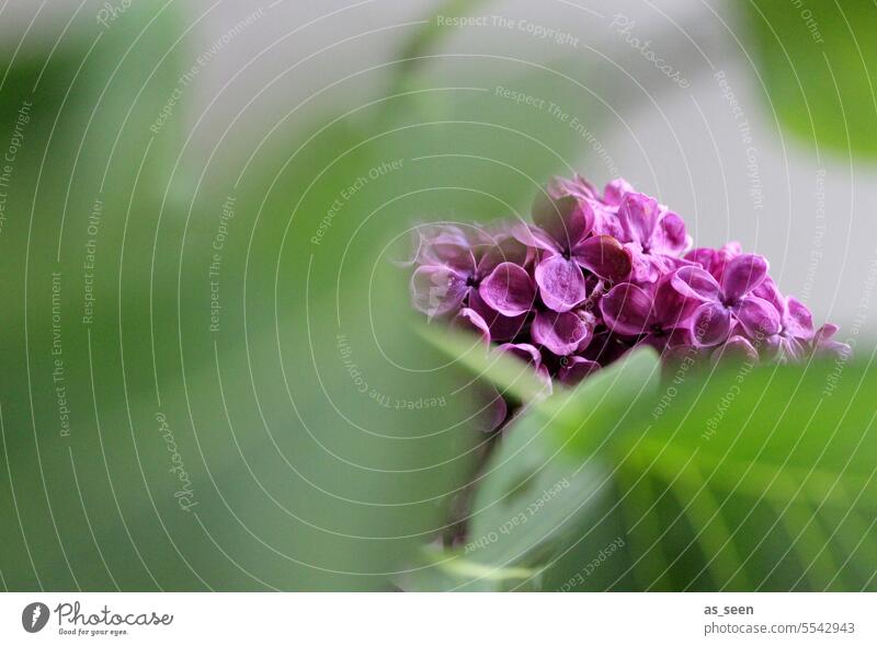 Flieder pink grün Unschärfe Frühling Mai Duft Fiederduft Farbe leuchtend Schwache Tiefenschärfe Natur Pflanze Blüte Frühlingsgefühle Blühend Farbfoto violett