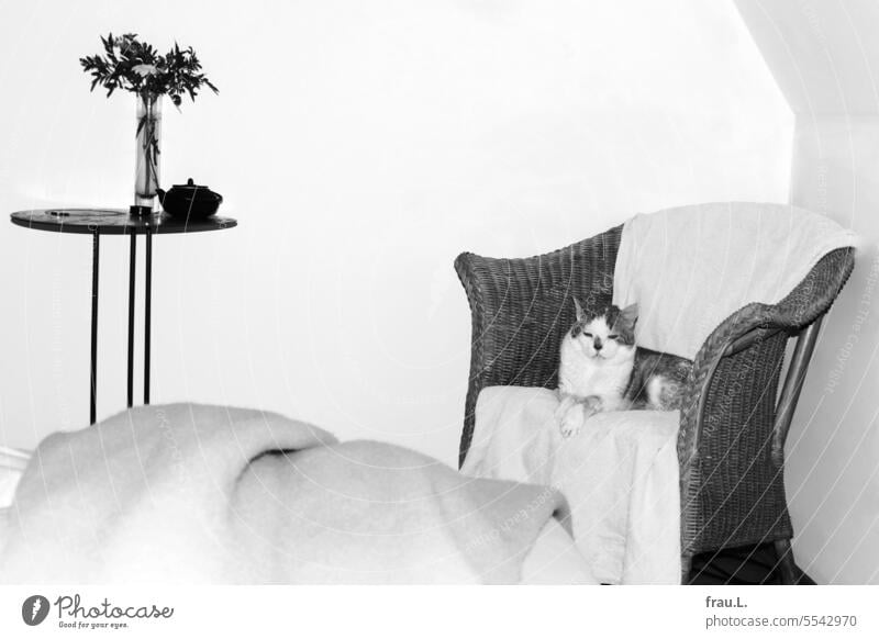 Kater im Sessel Katze Haustier Tierporträt aufgewacht Tuch geborgen alt Tisch Zimmer Schlafzimmer Hauskatze kuschlig