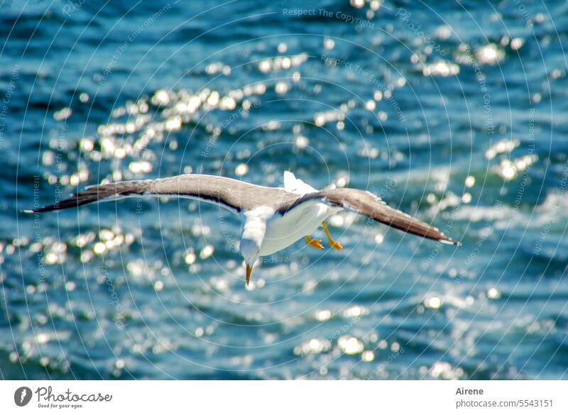 schweben über dem Wasser Möwe hell Möwenvögel weiß Tierporträt Vogel Wasservogel Landschaft Meer Bewegung blau Sommer Wellen Weite Wellengang Freiheit Ferne