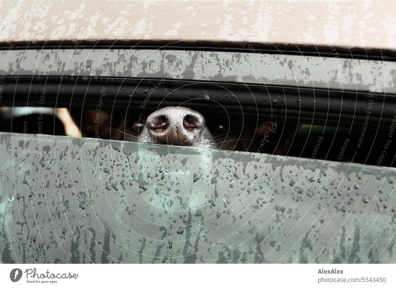 Hundenase guckt aus einem nur wenig geöffnetem Autofenster heraus regennass Hundegesicht aggressiv Bewacher Beschützer Aufpasser Haustier Scheibe Fenster
