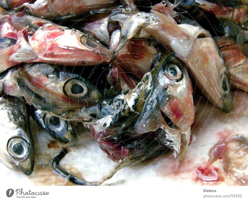 Fisch stinkt vom Kopf her Fischkopf fischig Auge Blick Sardinen Ernährung frisch maritim Fischmarkt tauen Fischereiwirtschaft Fischauge Haufen viele Totes Tier