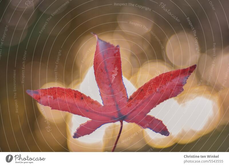 Rot verfärbtes Blatt im Herbst Herbstfärbung herbstlich Vergänglichkeit Wandel & Veränderung Herbstfarben Amberbaum leuchten Unschärfe herbstliche Impression