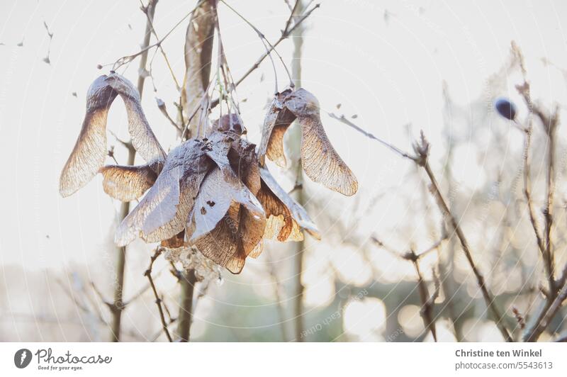 frostige Ahornflügelchen im Gegenlicht Flügelfrüchte Japanischer Ahorn Garten Ahorn Flügelfrüchte Nasenzwicker Natur Winter kalt gefroren kahle Zweige Acer