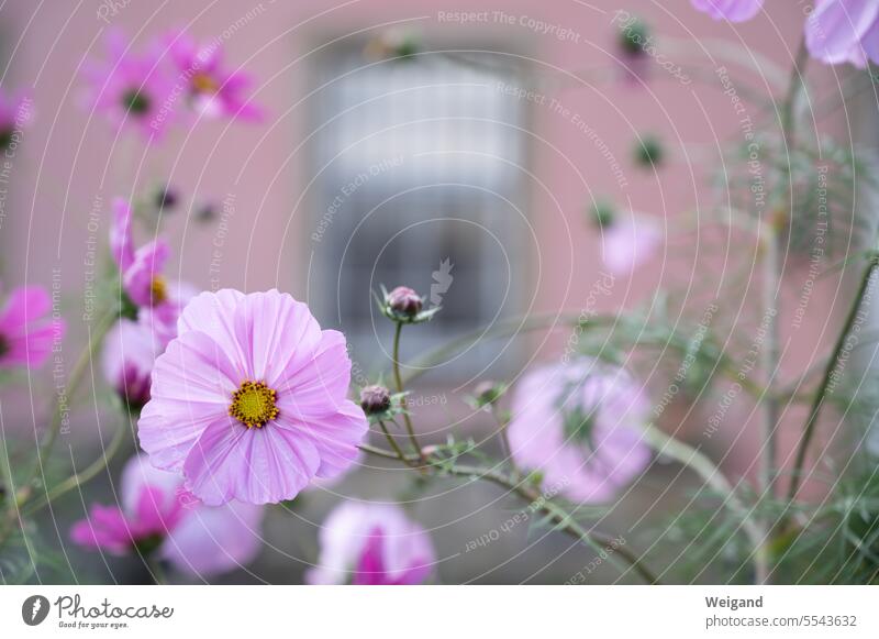 Pastell Rosa Blume im Vordergrund als Teil eines ganzen Strauches mit frischen Knospen, der vor einer im Hintergrund unscharf dargestellten rora roten Hausfassade mit Blick auf ein Fenster gepflanzt wurde