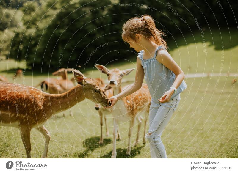 Kleines Mädchen inmitten einer Rentierherde an einem sonnigen Tag Tier schön Pflege Kaukasier Kind Kindheit niedlich Hirsche Ökotourismus Bauernhof Futter