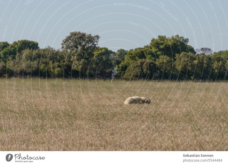 Einsame Schafe auf einem Feld mit trockenem Gras in Bardenas Reales, Navarra, Spanien Natur Tier Landschaft bardenas reales Bardena Negra reisen Ödland