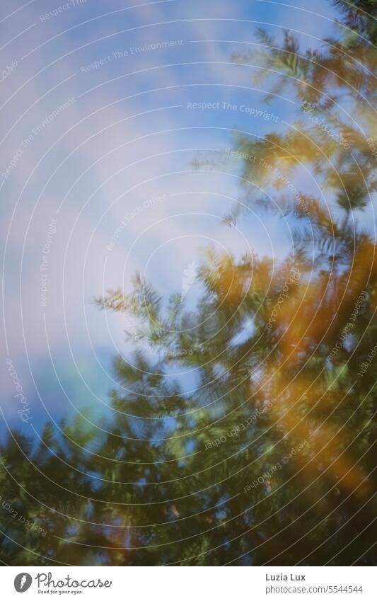 Äste von Nadelholz, Herbstlicht und blauer Himmel mit Schäfchenwolken spiegeln sich im Wasser Ast Zweig nadelholz Nadelbaum grün gold Licht goldener oktober
