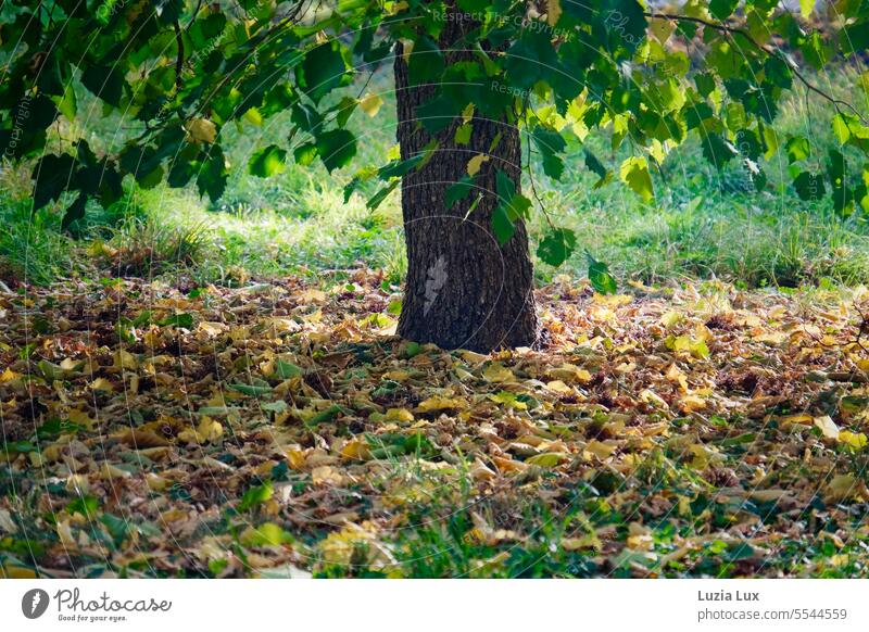 Baumstamm, grüne und schon gefallene bunte Blätter leuchtend Herbstsaison Laubwerk Jahreszeiten herbstlich Herbstfärbung Natur gold Herbststimmung Herbstfarben