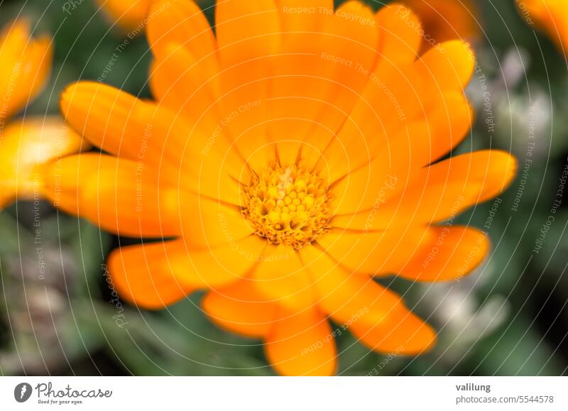 Detail einer Ringelblumenblüte alternativ Aromatherapie Hintergrund schön Blütezeit Botanik Nahaufnahme Flora geblümt Blume Blumen frisch Garten grün Gesundheit