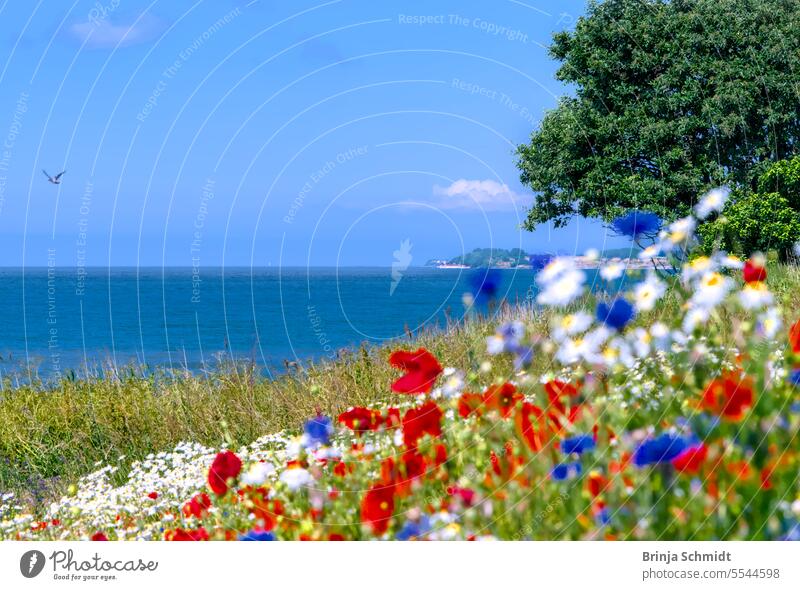 Wildblumenwiese mit Mohnblumen, Kornblumen und Kamille vor blauem Meer, Ostsee, Bornholm Blütenkopf Margerite Europa malerisch Farbe frisch Wachstum kultivieren