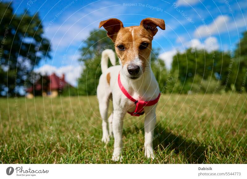 Hund auf Rasen mit grünem Gras an einem Sommertag Haustier Tier jack russell Feld Natur aktiv im Freien lustig Hintergrund weiß Glück Gesicht Porträt niedlich