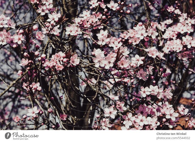 Rosa Blüten im Frühling Frühlingsgefühle rosa Zweig Gefühle Glück Fröhlichkeit Leichtigkeit natürlich Baum Prunus cerasifera Blutpflaume außergewöhnlich