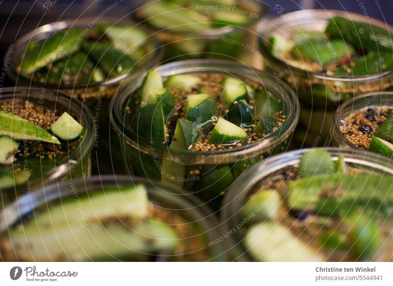 bewusstseinserheiternd | sauer macht lustig Gurken Gurkenzeit haltbar machen Einmachglas Lebensmittel Vegetarische Ernährung Gemüse Vegane Ernährung grün