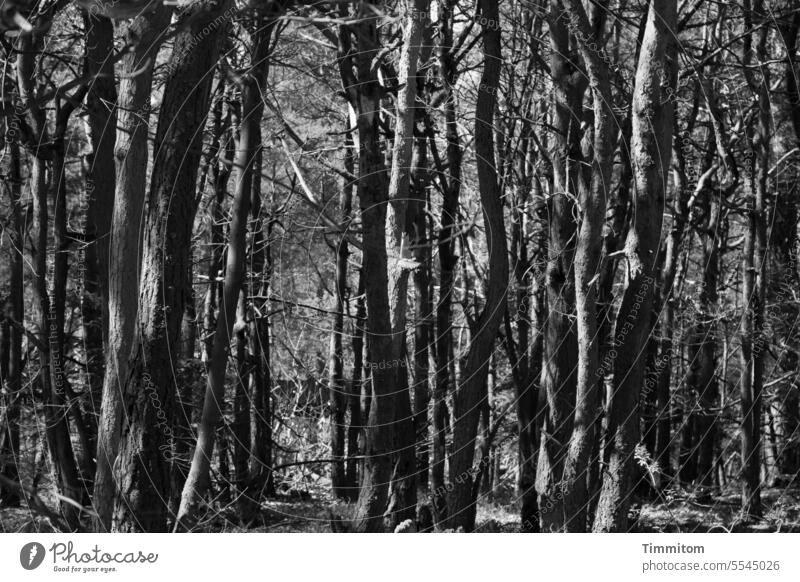 Holz (Stäbe) - stehend Wald Stämme Natur Baumstamm dünn eng Licht hell und dunkel Schwarzweißfoto Menschenleer Schatten Außenaufnahme Kontrast Zweige u. Äste