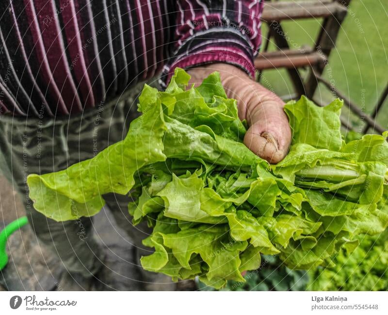 Landwirt mit frischem Salat Salatbeilage Pflanze Gemüse Lebensmittel Natur Ackerbau Garten natürlich Ernährung Vegetarische Ernährung grün Gewächshaus
