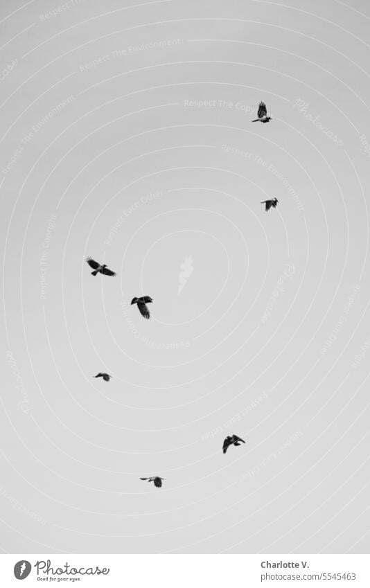 Nebelkrähen zeigen ihre Flugkünste | Schwarzweißfoto Tiere Wildtiere Vögel Krähen Schwarm Vogelschwarm fliegen fliegend Gruppe Tiergruppe Himmel Vogelflug frei