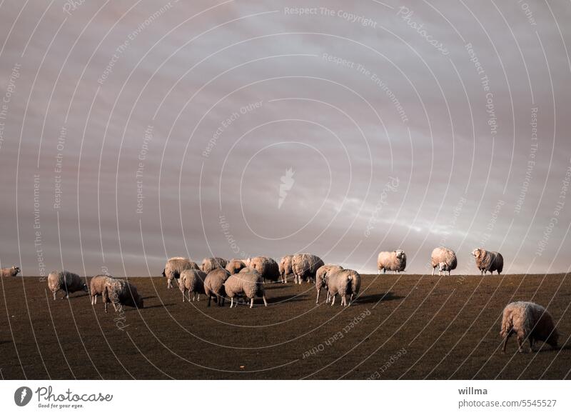 Schafe auf dem Deich in Lüttmoorsiel Deichschaf Schafherde Herde Herdentiere Deichschafe Nutztier Desinteresse Ignoranten