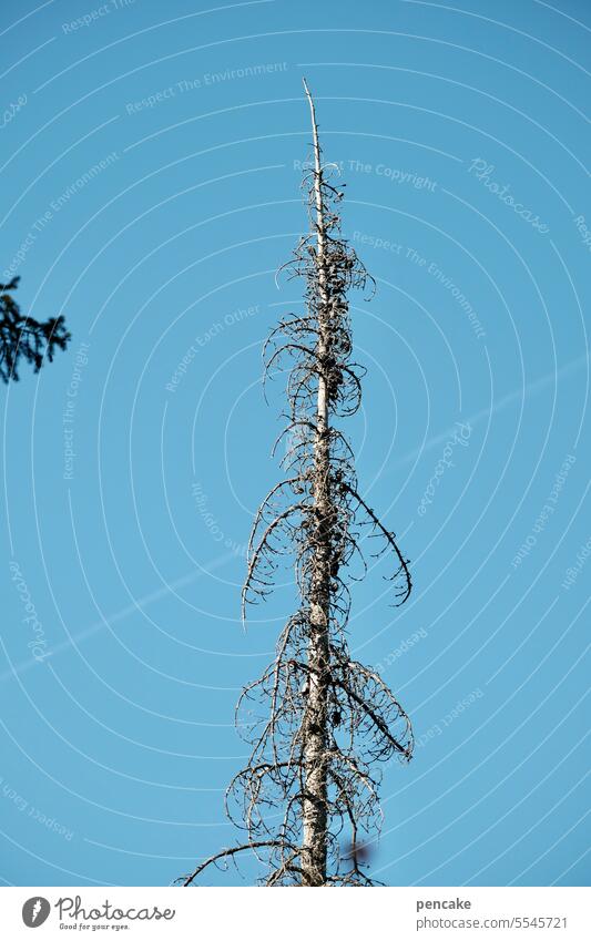 oh tannenbaum | und aus der traum Tannenbaum Waldsterben Klima Klimawandel Umwelt Umweltschutz Baum Baumsterben Umweltkatastrophe Trockenheit Borkenkäfer