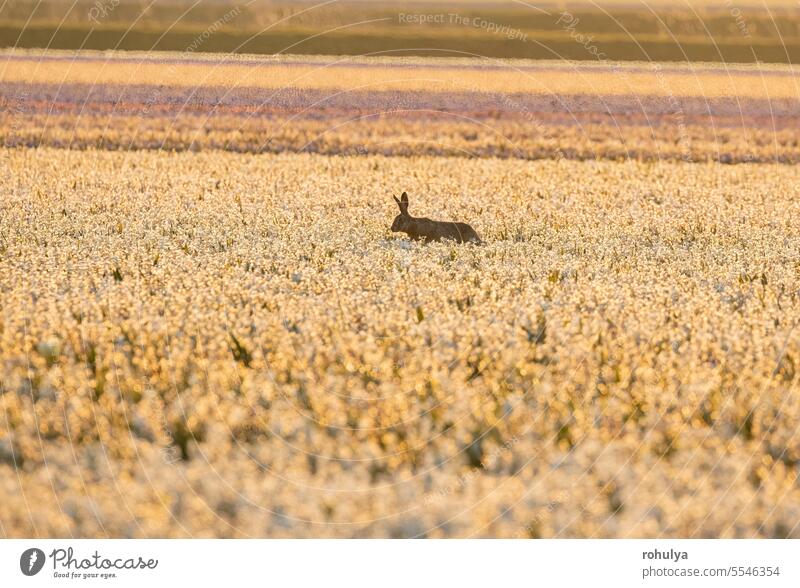 Hase springt in blühende Hyazinthen Kaninchen springen laufen Blume Blütezeit Tulpe weiß Sonnenuntergang Sonnenaufgang Sonnenlicht Sonnenschein sonnig ländlich