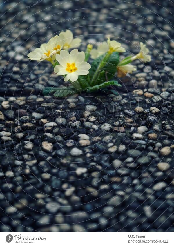 Primeln zwischen Waschbetonplatten Kissen-Primel gelb Frühling siegreich Betonplatten Stärke Natur besiegt Kraft grau Blume Blüte Blühend Nahaufnahme