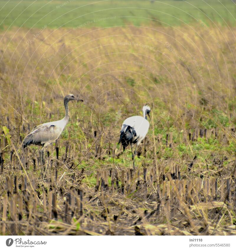 Kraniche bei der Futtersuche zwischen den Maisstoppeln Tiere Vögel Zugvögel Eurasischer Kranich grauer Kranich Grus grus zwei Tiere Alttier Jungtier