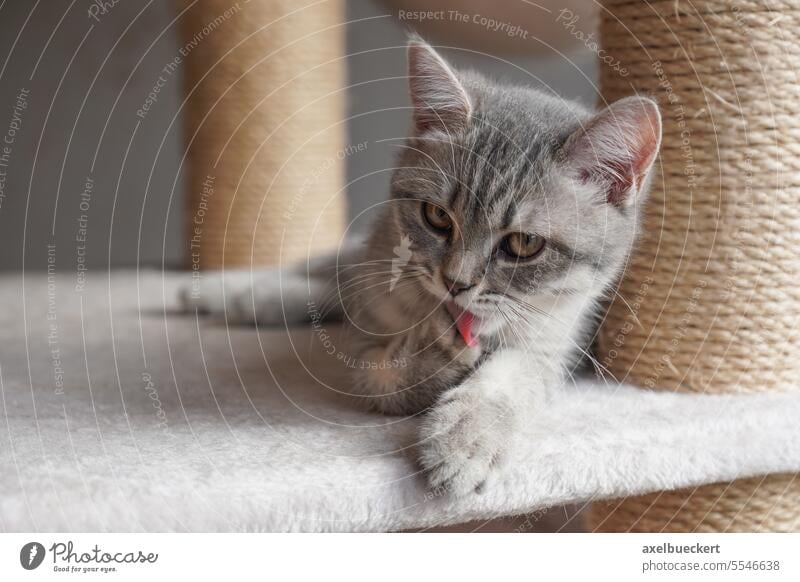 Britisch-Kurzhaar-Kätzchen leckt Pfote sauber - Katze pflegt sich selbst Katzenbaby lecken Sauberkeit Pflege catlick Britisch Kurzhaar Kratzbaum lutschen