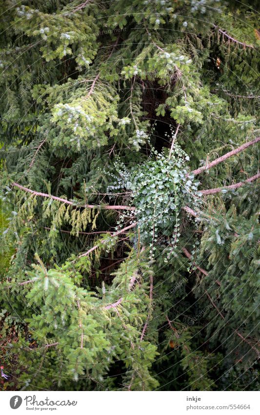 ...... Natur Pflanze Herbst Efeu Nadelbaum Tanne Wachstum grün Gefühle Stimmung Tod Überleben Umwelt Vergänglichkeit Wandel & Veränderung Zerstörung bewachsen