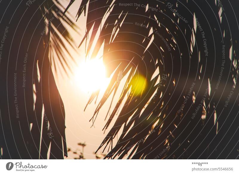 Sonnenlicht strahlt durch Palmenblätter und vermittelt eine ruhige Atmosphäre Licht Sonnenschein Palmblatt Palmblätter Sonnenstrahl lenseflare Schatten