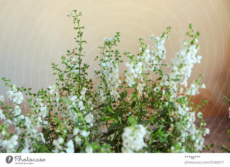 Zarte kleine Pflanzenblüten in einem Blumentopf vor einer beigen Wand Blüten Blätter Flora Natur Strauss blüht blühen Blütezeit Sommer Frühling Leben romantisch