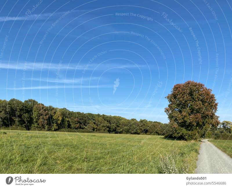 Wandern auf der Schwanheimer Wiese und im Stadtwald von Frankfurt Herbst Hintergrund schön blau Blauer Himmel Land Landschaft Umwelt fallen Feld Wald