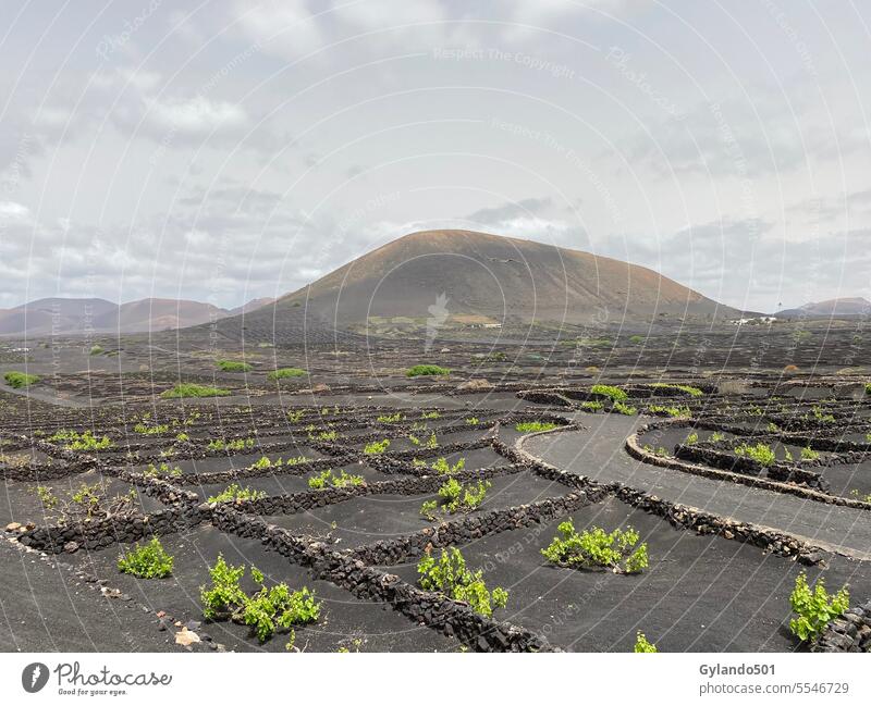 Weinanbau in Lavaböden auf Lanzarote vulkanische Erde schwarz Weinberg Pflanze Schwarzerde wachsen Europa Spanien Kanaren Weinbau Lavaerde Felsen Nahaufnahme