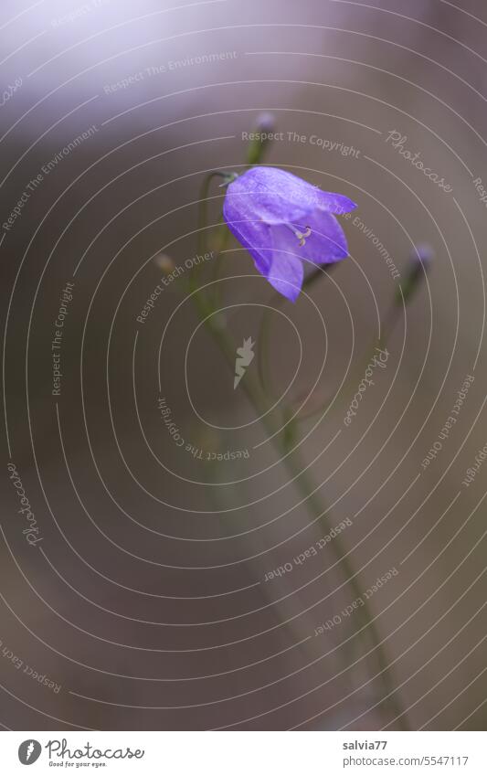 zartes Glockenblümchen Glockenblume Blume Blüte Natur Pflanze Nahaufnahme Blühend schön Menschenleer Farbfoto ästhetisch Schwache Tiefenschärfe Campanula blau
