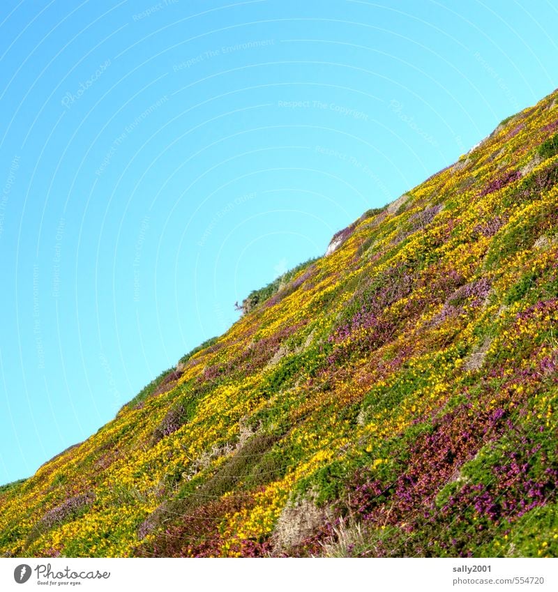 Heidehang Natur Landschaft Pflanze Wolkenloser Himmel Schönes Wetter Sträucher Heidekrautgewächse Bergheide Ginster Bodendecker Hügel Hochmoor Blühend wandern