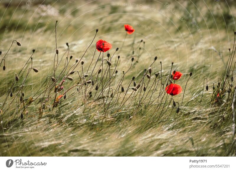 Roter Mohn im Weizenfeld wiegt sich im Wind Feld Mohnblüte Klatschmohn Blume Pflanze Blüte Natur Landschaft Idylle rot Sommer Mohnfeld Wildpflanze roter mohn