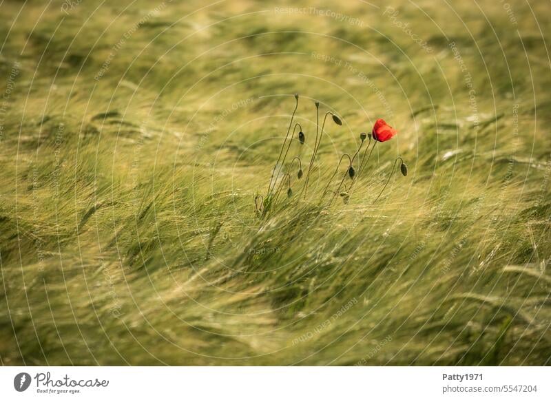 Einzelne rote Mohnblume im Weizenfeld wiegt sich im Wind Blume Blüte Feld Bewegung romantisch Natur Umwelt Sommer Pflanze Mohnblüte Wildpflanze Klatschmohn