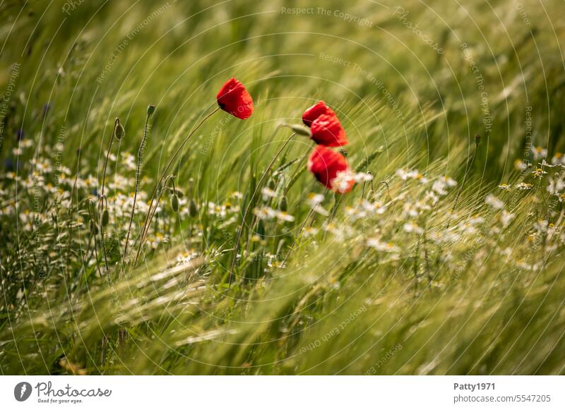 Roter Mohn im Weizenfeld wiegt sich im Wind Klatschmohn Feld Bewegung Blume Natur Mohnblüte Blüte Sommer Landschaft Idylle rot Pflanze roter mohn intensiv