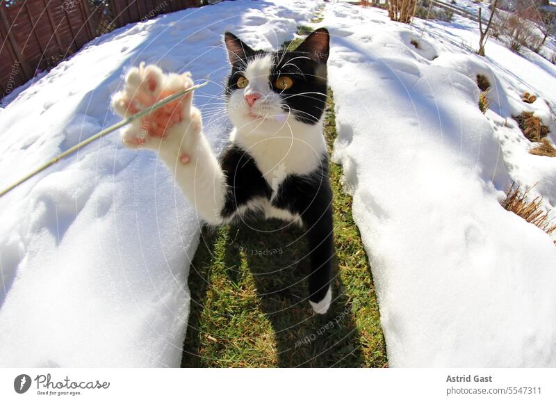 Weitwinkelaufnahme von einer spielenden jungen Katze katze winter schnee hüpfen springen jagen jagd flauschig fell hübsch aktiv bewegung draußen fröhlich