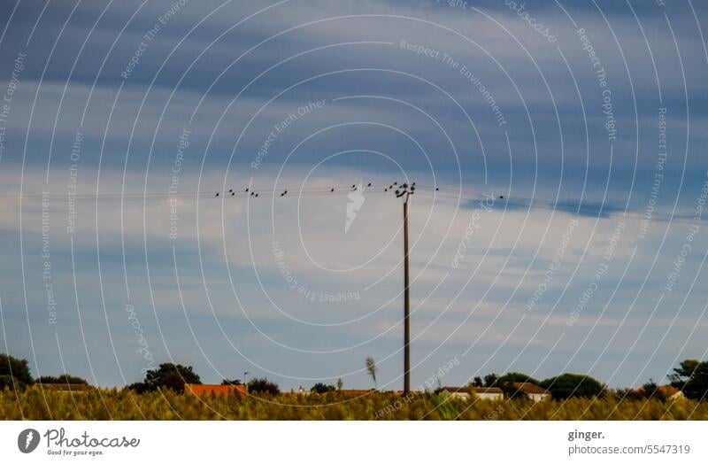 ... und in der Ferne sitzen Vögel auf Stromleitungen Strommast ausruhen hoch Himmel blau Wolken Sommer ländlich flach Horizont Mast eins viele Vogel Schwarm