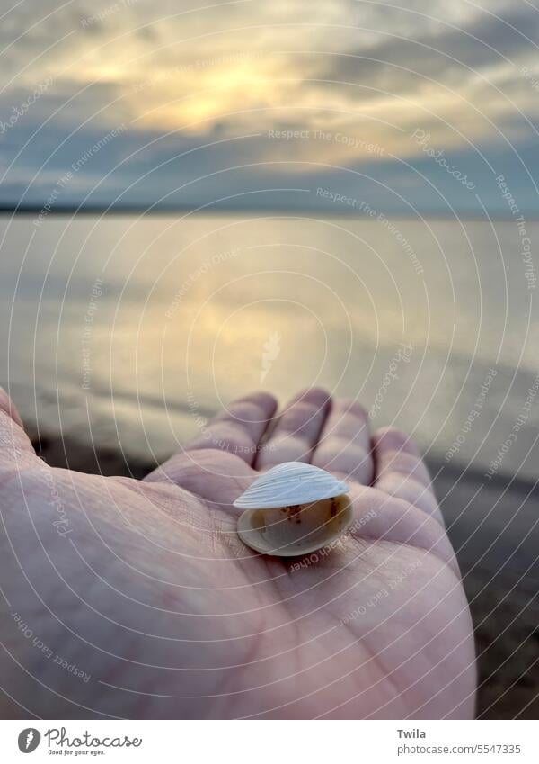 Frauenhand hält kleine Muschelschale vor Meer und interessantem Himmel Sonne Panzer Urlaub Strand Natur Feiertag