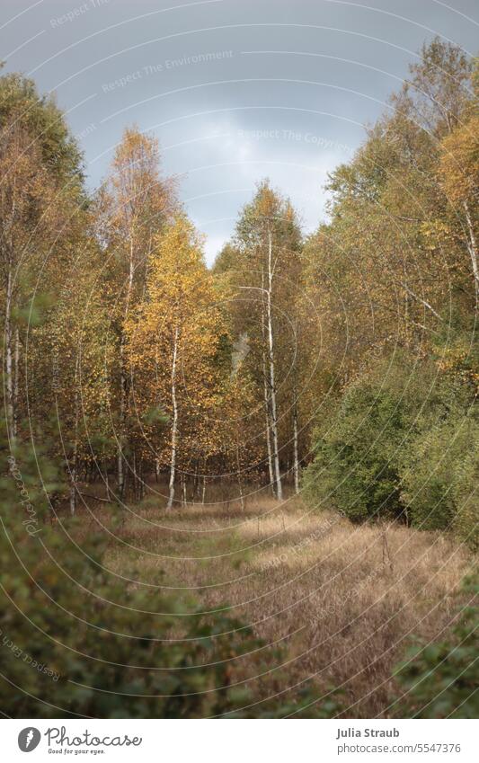 Birken im Herbst Birkenwald herbstlich Herbstlaub Herbstfärbung Moor Rhön Baum Baumstamm Wald Lichtung Natur Naturschutzgebiet