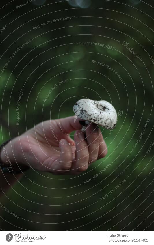 Weites Land | Das ist doch ein Champignon Herbst Pilz in der hand halten sammeln präsentieren Erde grün Natur Wald ernten essbar organisch