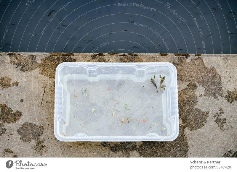 Auf dem Betonboden neben einem Gewässer steht eine transparente rechteckige Schüssel mit gefangenen Fischen Aquqristik Wasser Schwarm Aquarium Freiheit