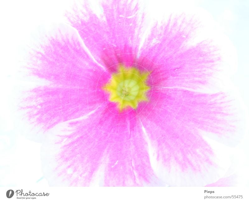 Primula Kissen-Primel Frühling Blüte rosa springen Pflanze Natur Makroaufnahme flower