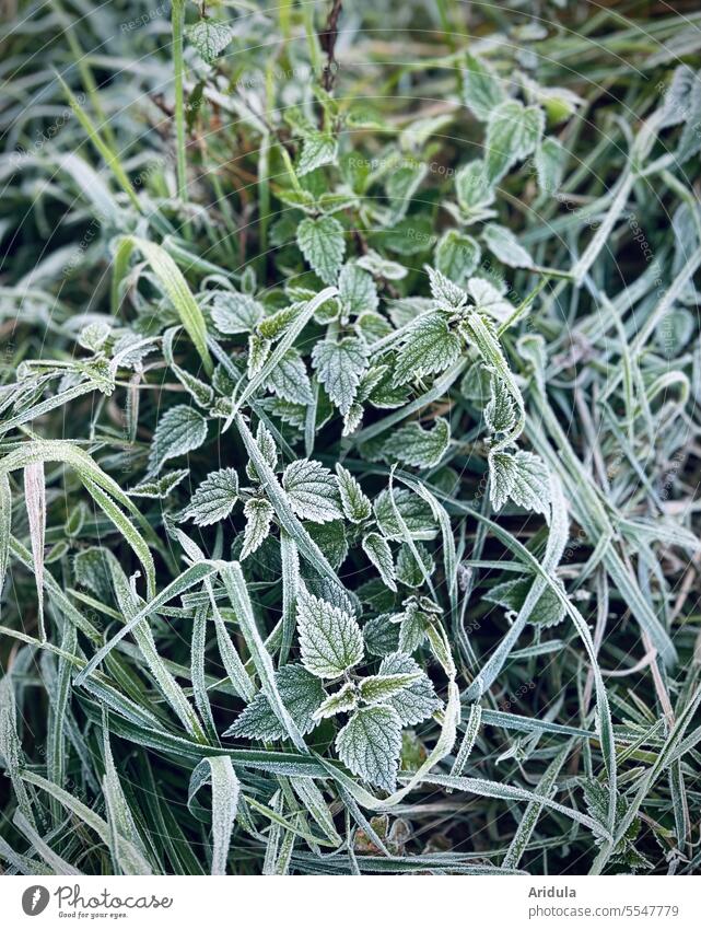 Frostige Brennnesseln Brennessel Raureif Wiese Natur Gräser grün kalt Herbst Winter gefroren Gras Morgen Blatt Pflanze frieren morgens Kälte weiß