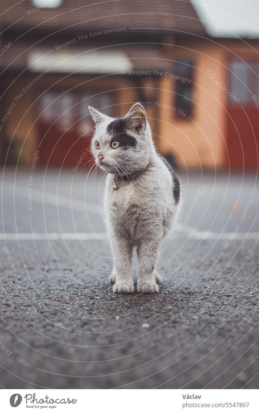 Portrait eines weiß-schwarzen Kätzchens mit Glöckchen und seiner ersten Bewegung in der Natur. Kitty geht durch die Straße und macht neugierig ihren Weg zum Abenteuer
