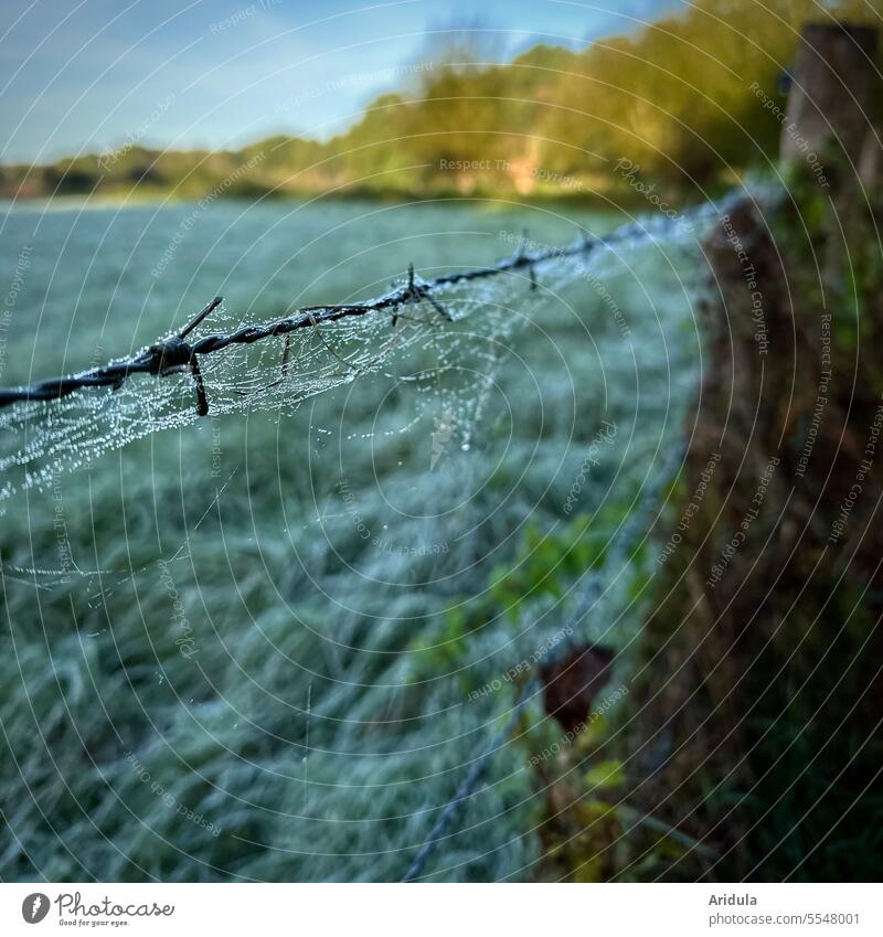 Spinnweben mit Tautropfen an einem Stacheldrahtzaun Spinngewebe Spinnennetz Nebel Tropfen Wassertropfen Frost Morgen morgens Zaun Weide Wiese Herbst