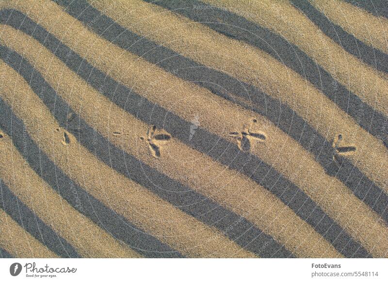 Fußabdrücke eines Vogels im Sand Bahn Seevogel trocknen sandig Natur Wärme Tag Hintergrund Fußspur heiß Düne Strand Spanien Design Umwelt Möwe Sanddüne Spuren